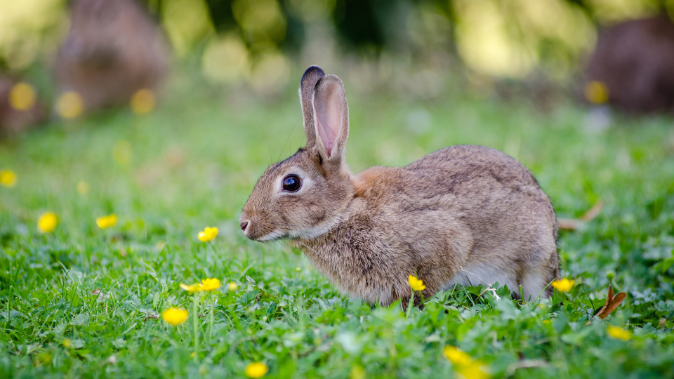 correspondances magiques lapin