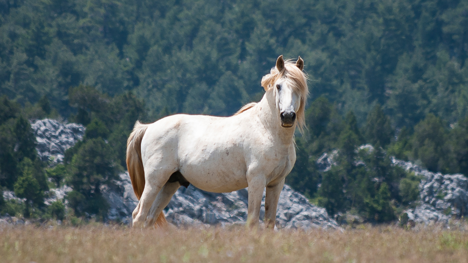 correspondances magiques cheval