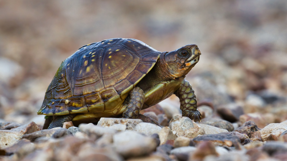 correspondances magiques tortue