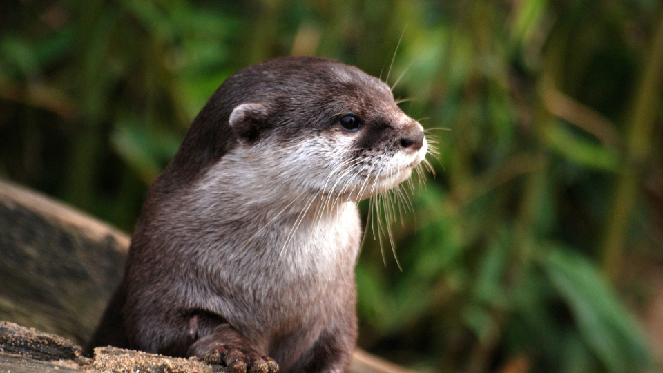 correspondances magiques loutre