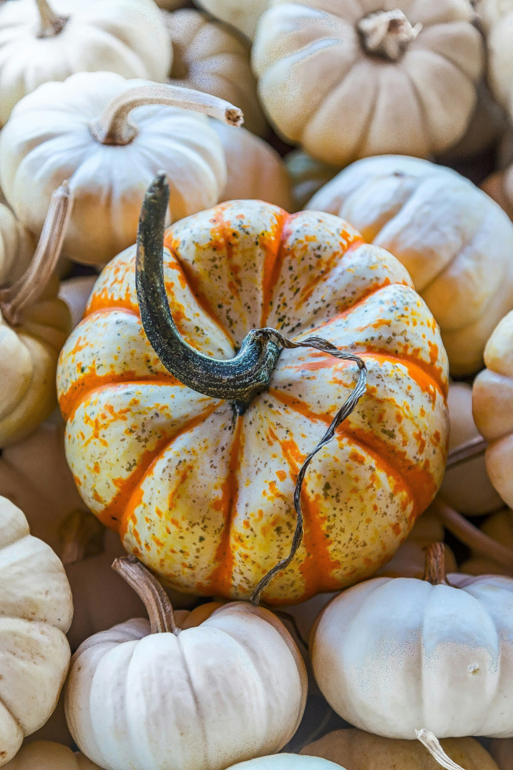 sabbat mabon MysticMoon