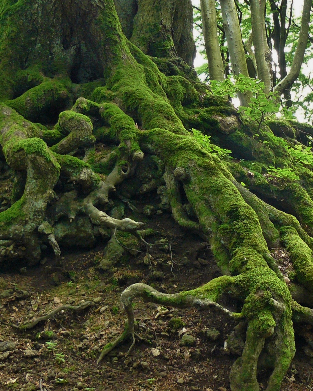 Yggdrasil : L'Arbre du Monde