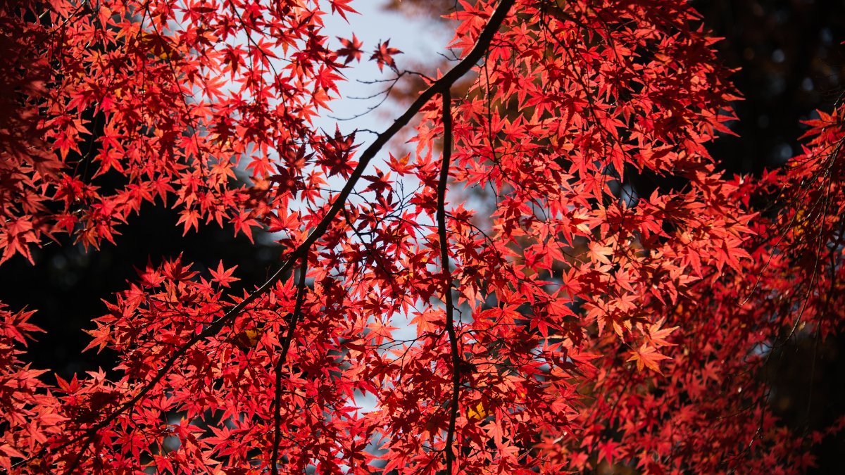 correspondances couleur rouge