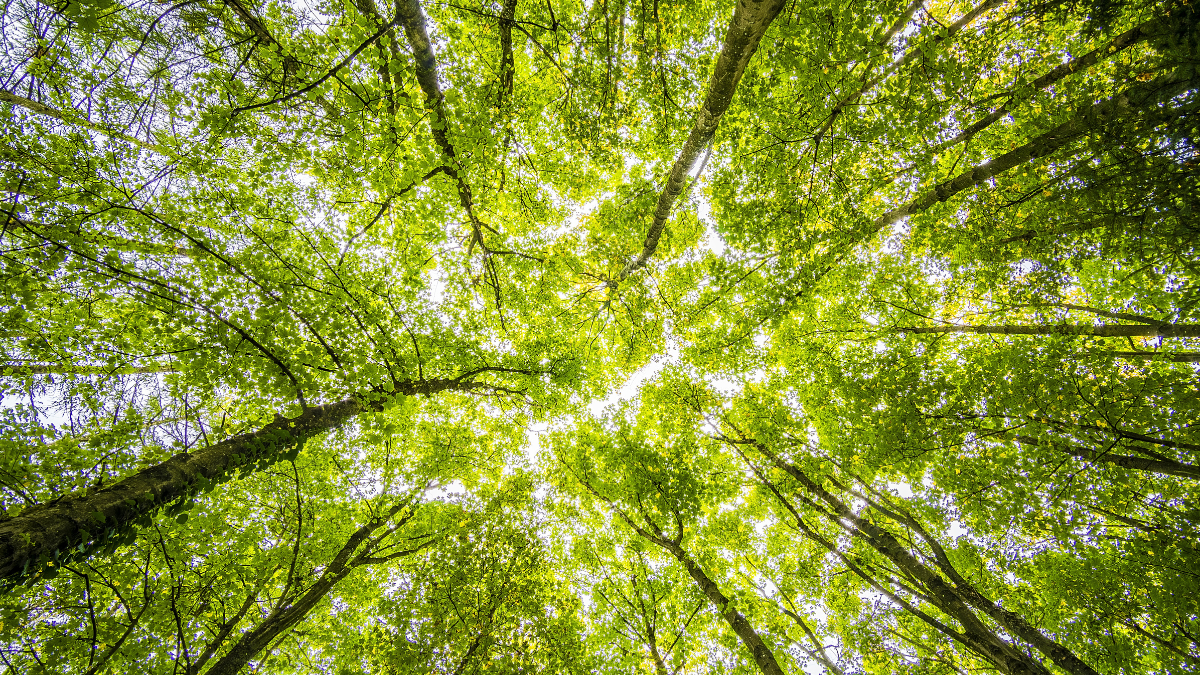 correspondances couleur vert