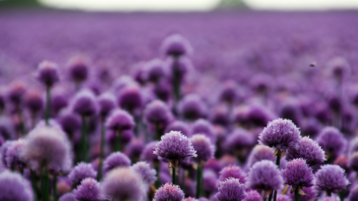 correspondances couleur violette