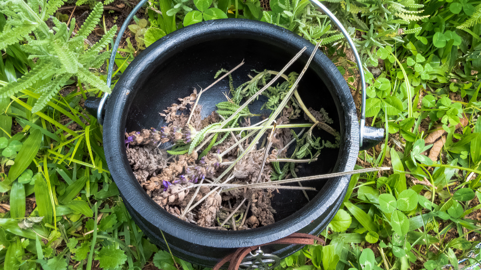 herbes et plantes