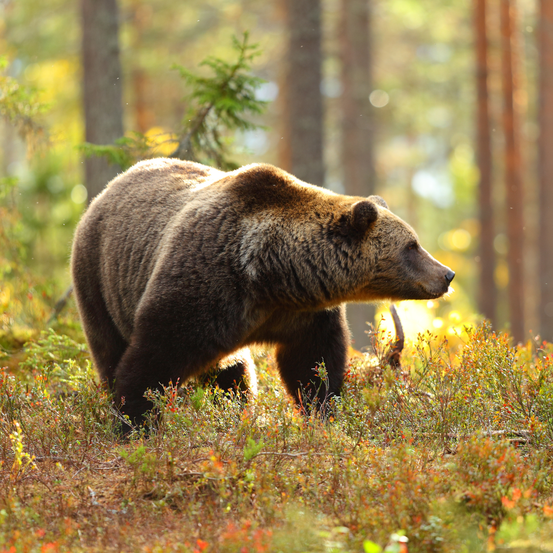 les correspondances magiques de l'ours