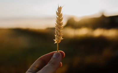 Lughnasadh : histoire, symboles et correspondances