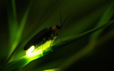 Les correspondances de la luciole