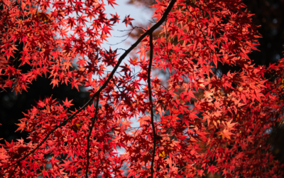 La Couleur Rouge : Symboles, Superstitions, Légendes, Folklore et Utilisations en Magie