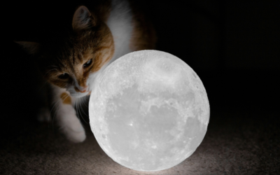 Les Nuits des Chats : Une Légende Irlandaise sur les Sorcières