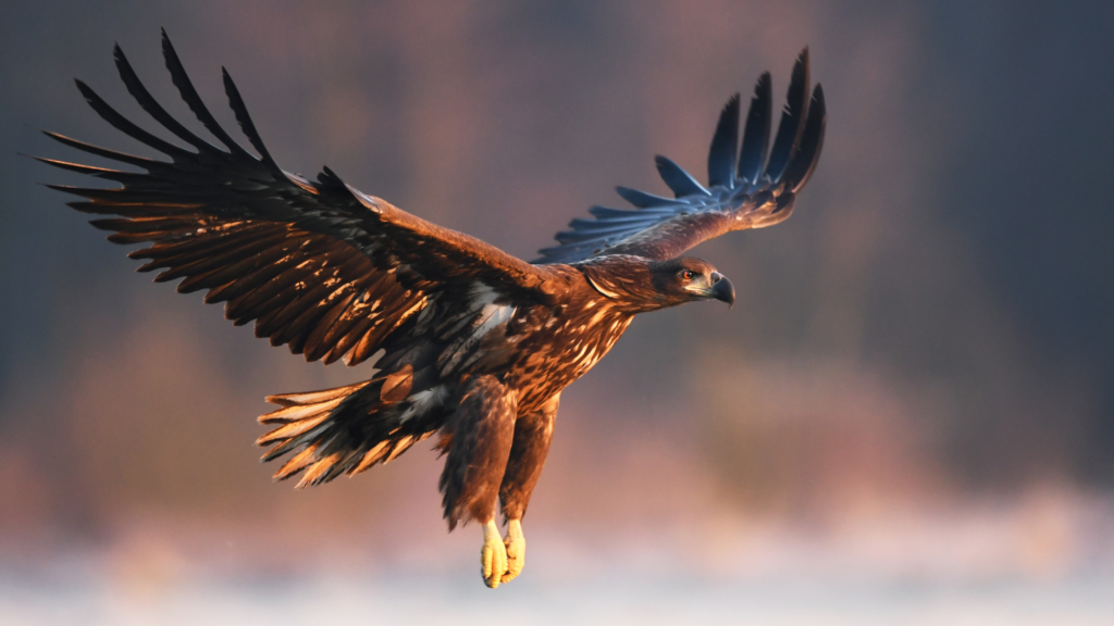 L'Aigle : Maître des Cieux et Symbole Spirituel