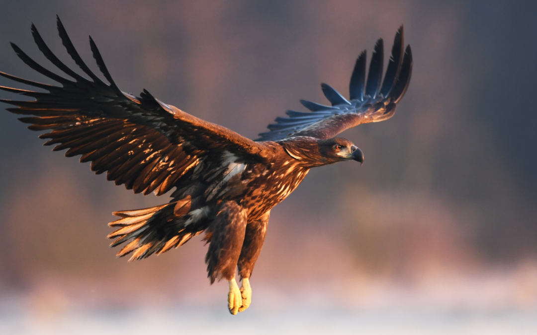 Les correspondances magiques de l&rsquo;Aigle : Maître des Cieux et Symbole Spirituel
