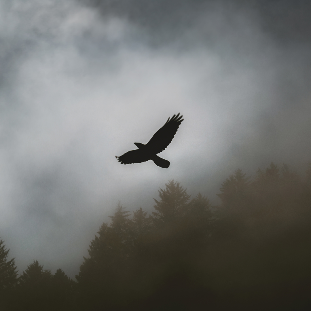 L'Aigle : Maître des Cieux et Symbole Spirituel