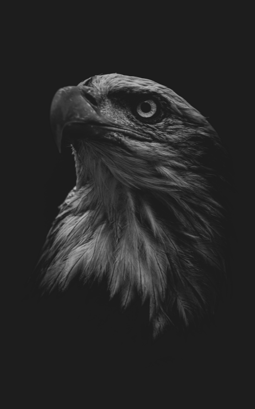 L'Aigle : Maître des Cieux et Symbole Spirituel