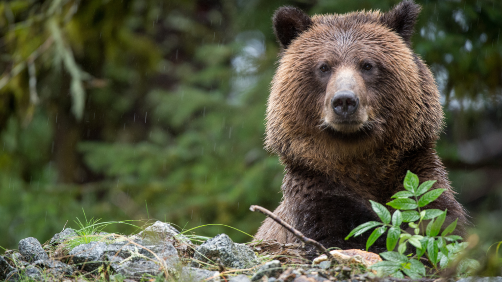 les correspondances magiques de l'ours