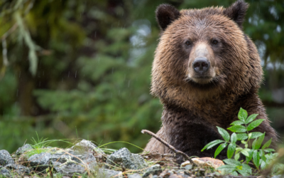 Les correspondances de l’ours