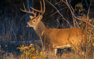 Les correspondances magiques du cerf