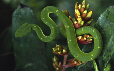 Les correspondances magiques du serpent