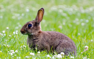 Le Lapin : symbole de fertilité, de mystères et de renaissance