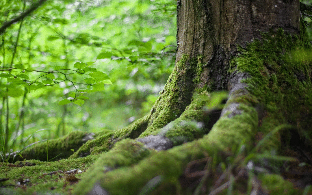 Quand la forêt me parle