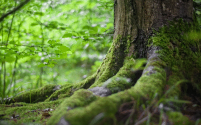 Quand la forêt me parle