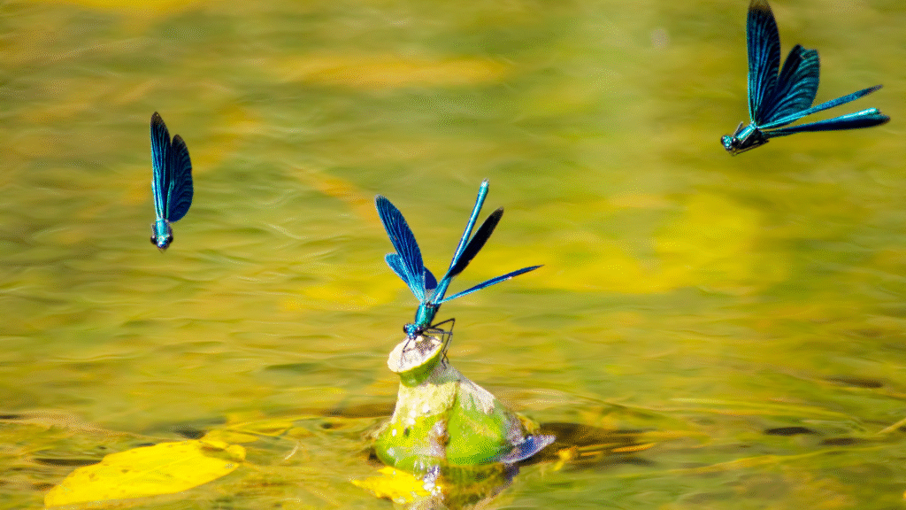 𝗟𝗮 𝗹𝗶𝗯𝗲𝗹𝗹𝘂𝗹𝗲 : messagère des seuils et éclaireuse de l’invisible