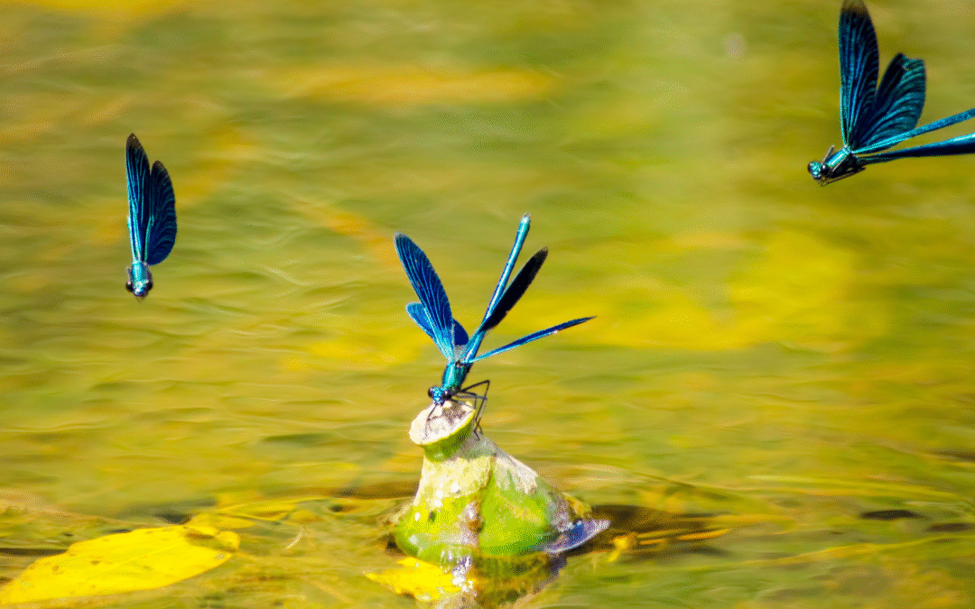 𝗟𝗮 𝗹𝗶𝗯𝗲𝗹𝗹𝘂𝗹𝗲 : messagère des seuils et éclaireuse de l’invisible