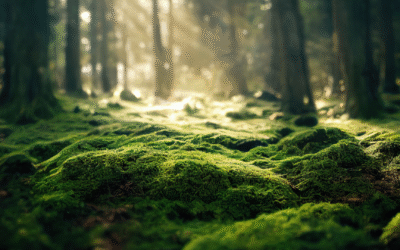 Viriditas : Le souffle vert de la vie