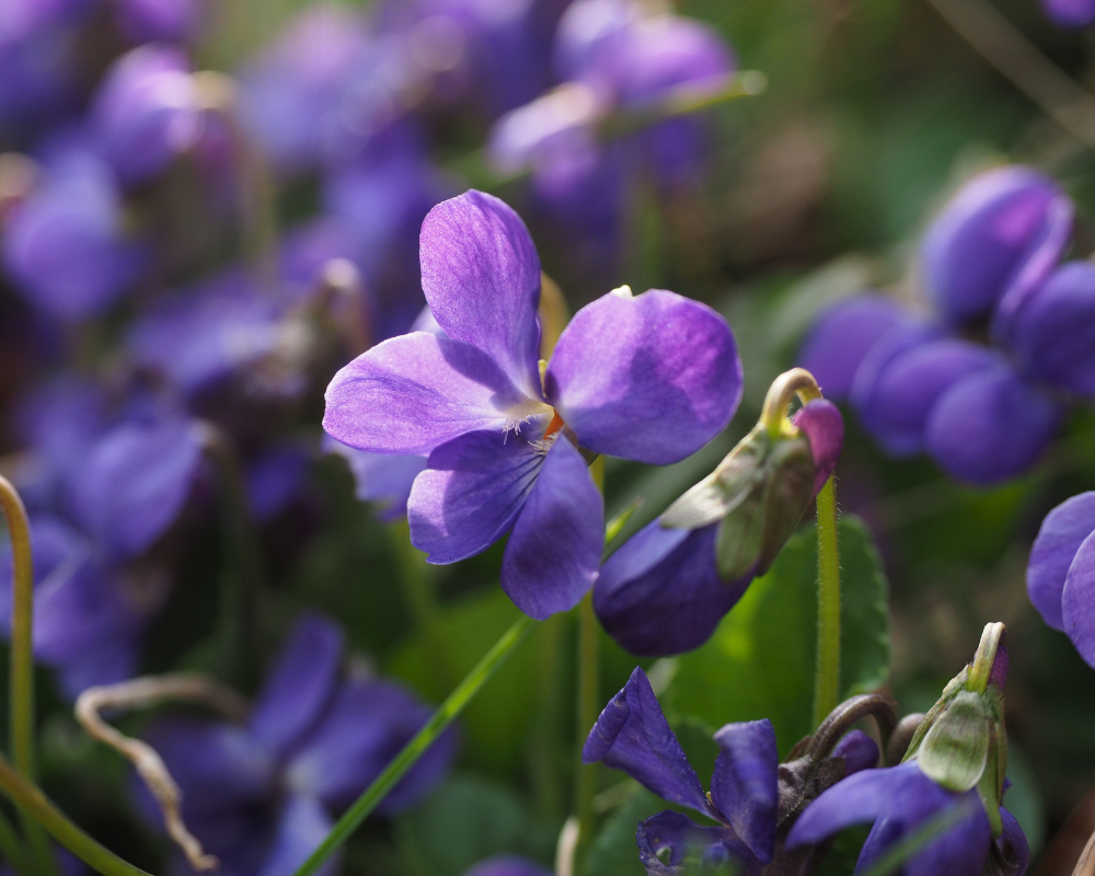 la violette