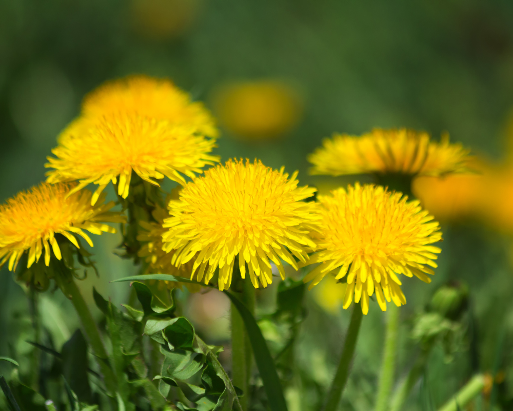 pissenlit