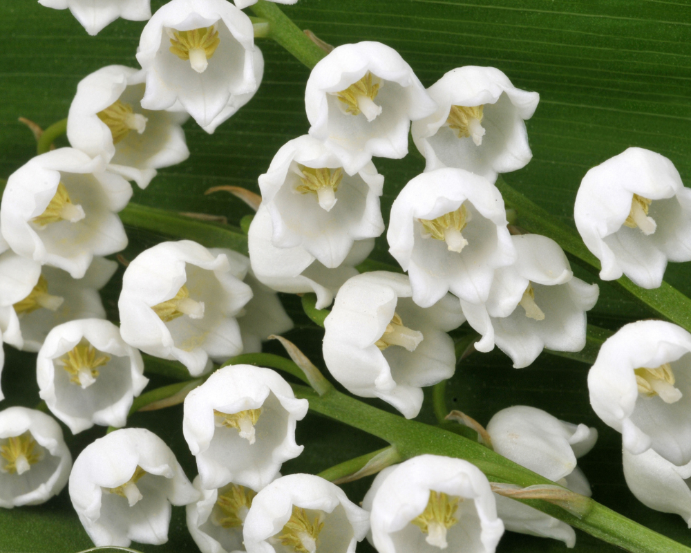 muguet