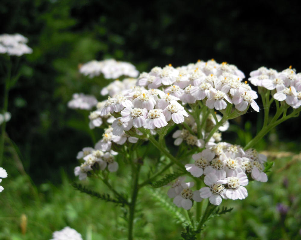 achillée millefeuille