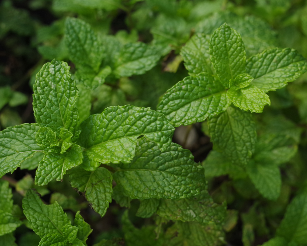 menthe