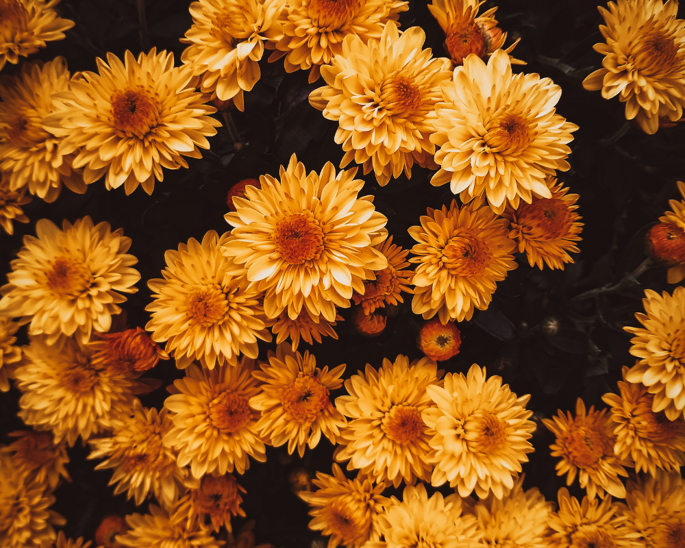 chrysanthème