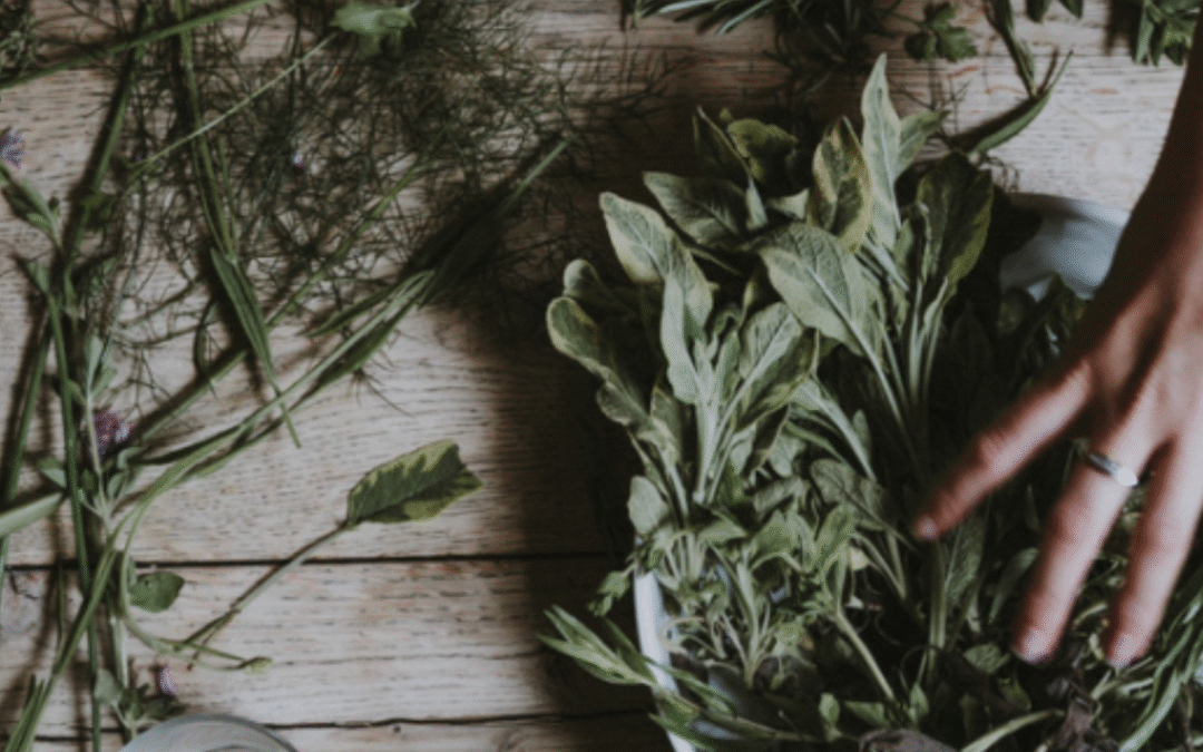 Plantes pour honorer les morts : entre mémoire, traditions et magie populaire