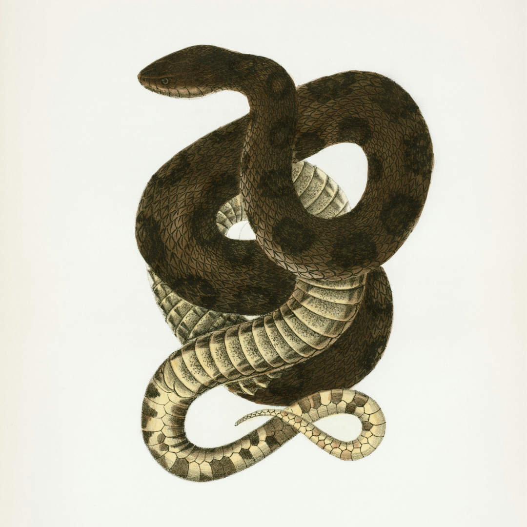 Ophiuchus, le Serpentaire