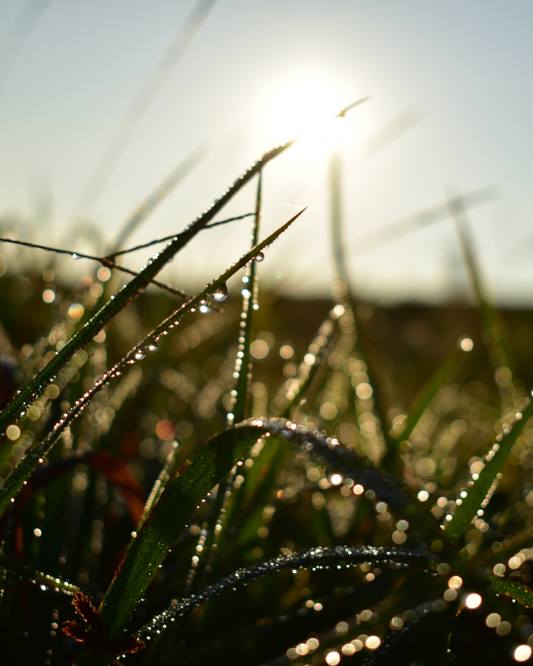 Renaître avec la saison : comment aligner vos routines sur l’énergie du printemps