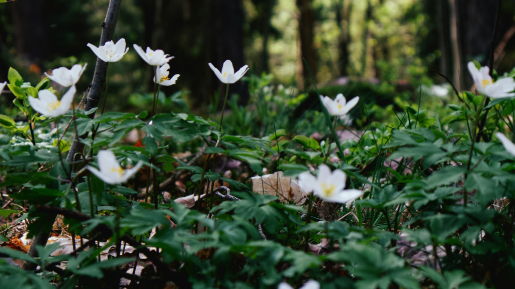 Renaître avec la saison : comment aligner vos routines sur l’énergie du printemps