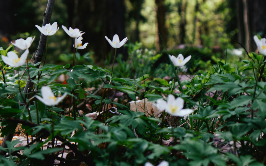 Renaître avec la saison : comment aligner vos routines sur l’énergie du printemps