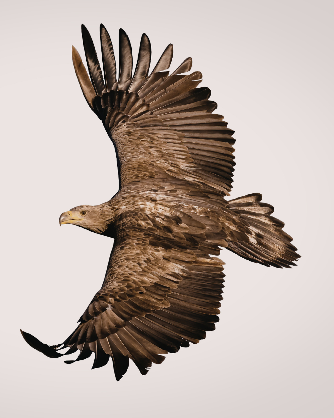 Constellation de l'aigle, le messager du ciel