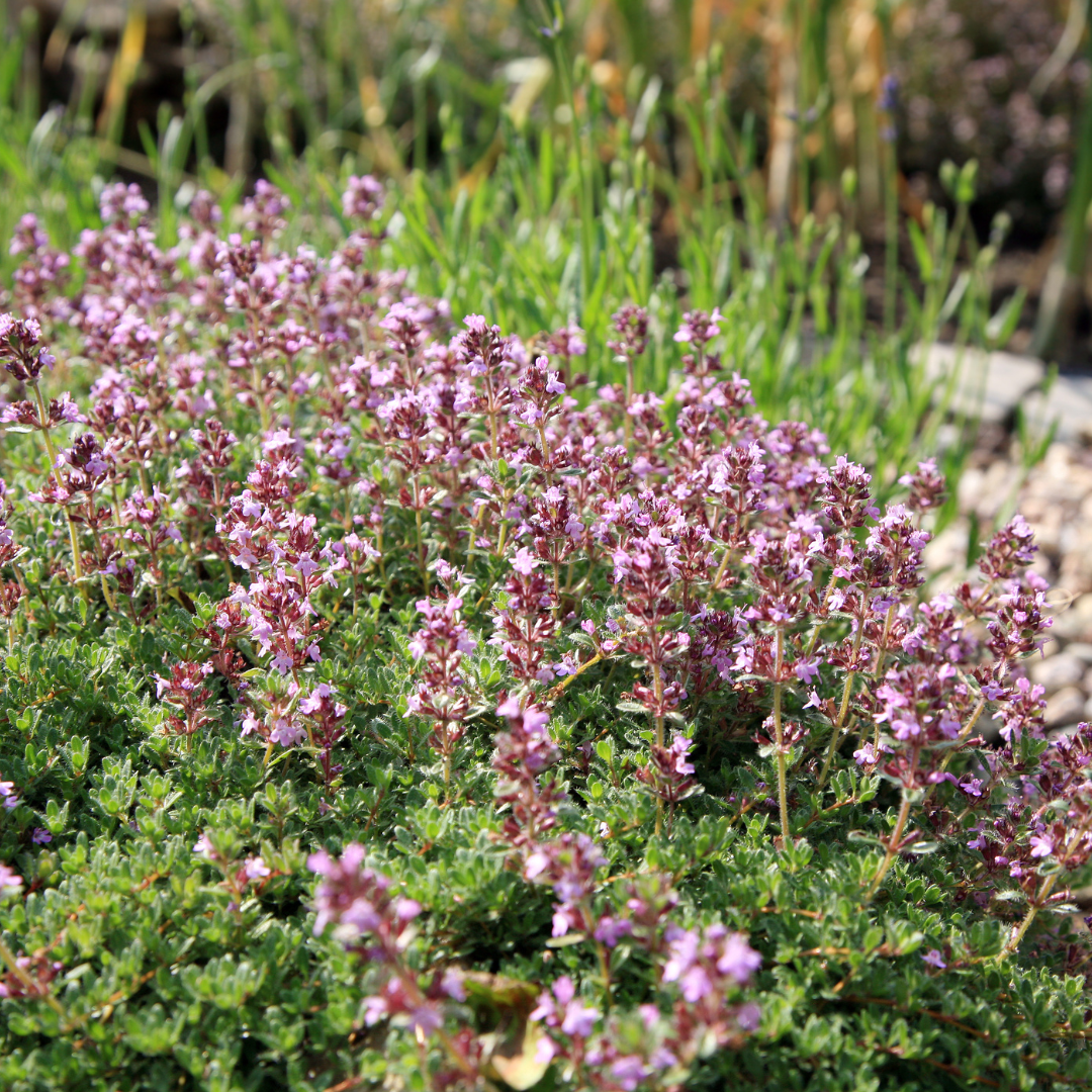 Thym sauvage