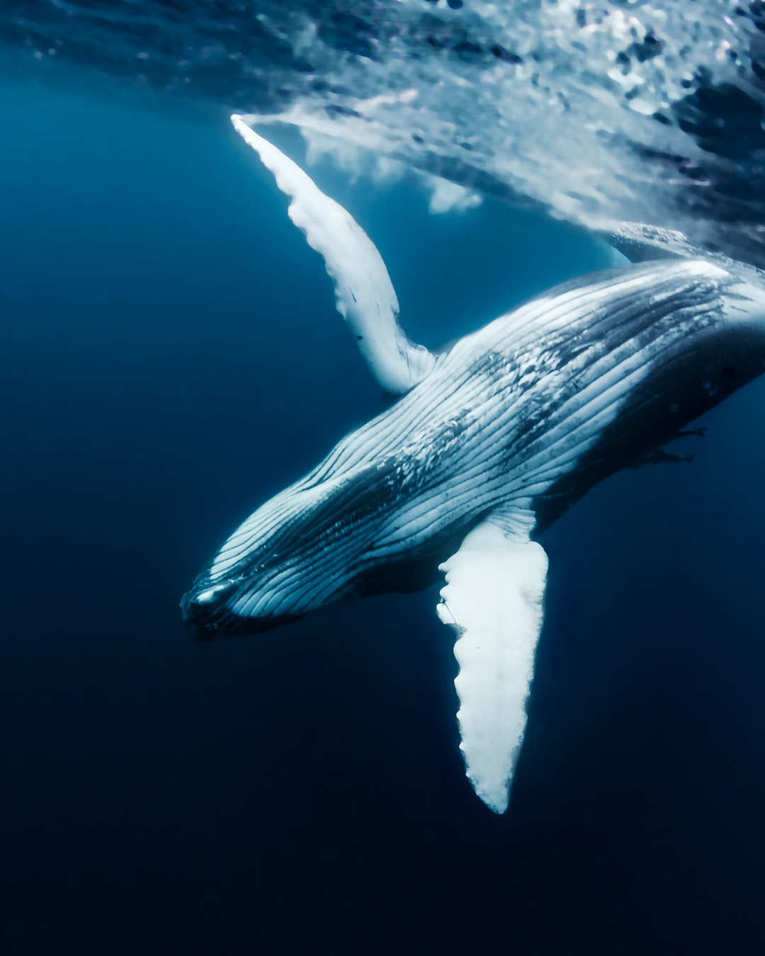 CONSTELLATION DE LA BALEINE — CETUS