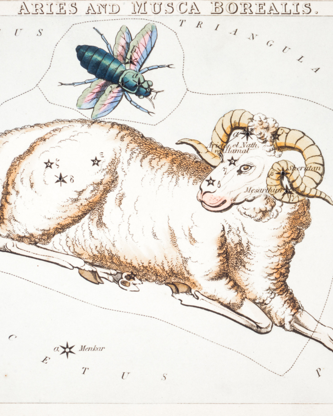 CONSTELLATION DU BÉLIER — ARIES